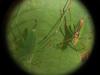 Leptophyes punctatissima